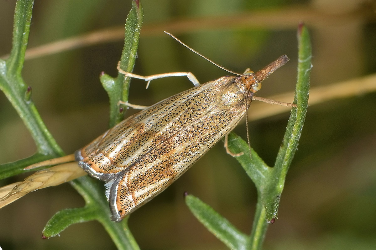 Chrysocrambus sp? No, Thisanotia chrysonuchella, Crambidae